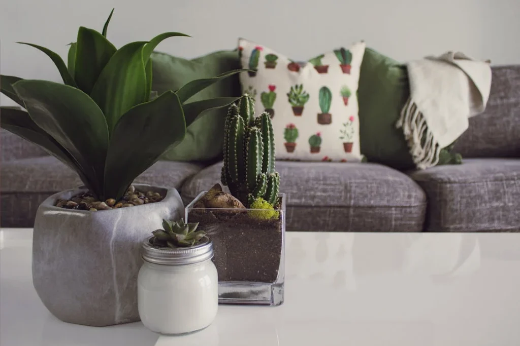 Cuidar tus plantas de interior en una mesa de salón moderno con decoración natural.