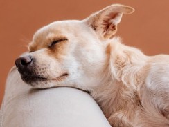 Guía Completa de Compra: Las Mejores Páginas Web para Comprar Camas para Perros