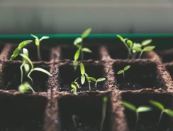 En Qué Webs Comprar Verduras Frescas y Naturales