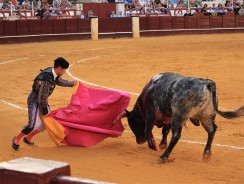 Las 8 Mejores Aplicaciones para ver toros gratis ¡ lo mejor para el 2021 !