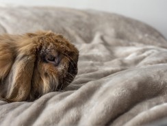 Guía Completa de Compra: Las Mejores Páginas Web para Comprar Camas para Perros
