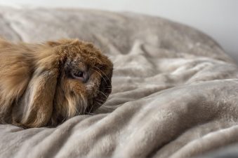 Guía Completa de Compra: Las Mejores Páginas Web para Comprar Camas para Perros