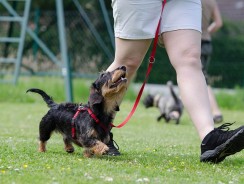 Las 9 Mejores Aplicaciones para Perros